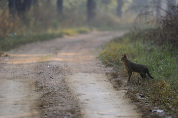 Shergarh Tented Camp: Dschungelkatze
