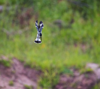 Sungani Lodge Sungani Lodge: Graufischer