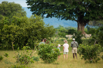 Tembo Plains Camp: Zebras beobachten