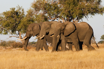 The Hide: Drei Elefanten