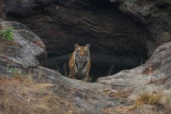 The Oberoi Vindhyavilas Wildlife Resort: Tiger Sita Mandap