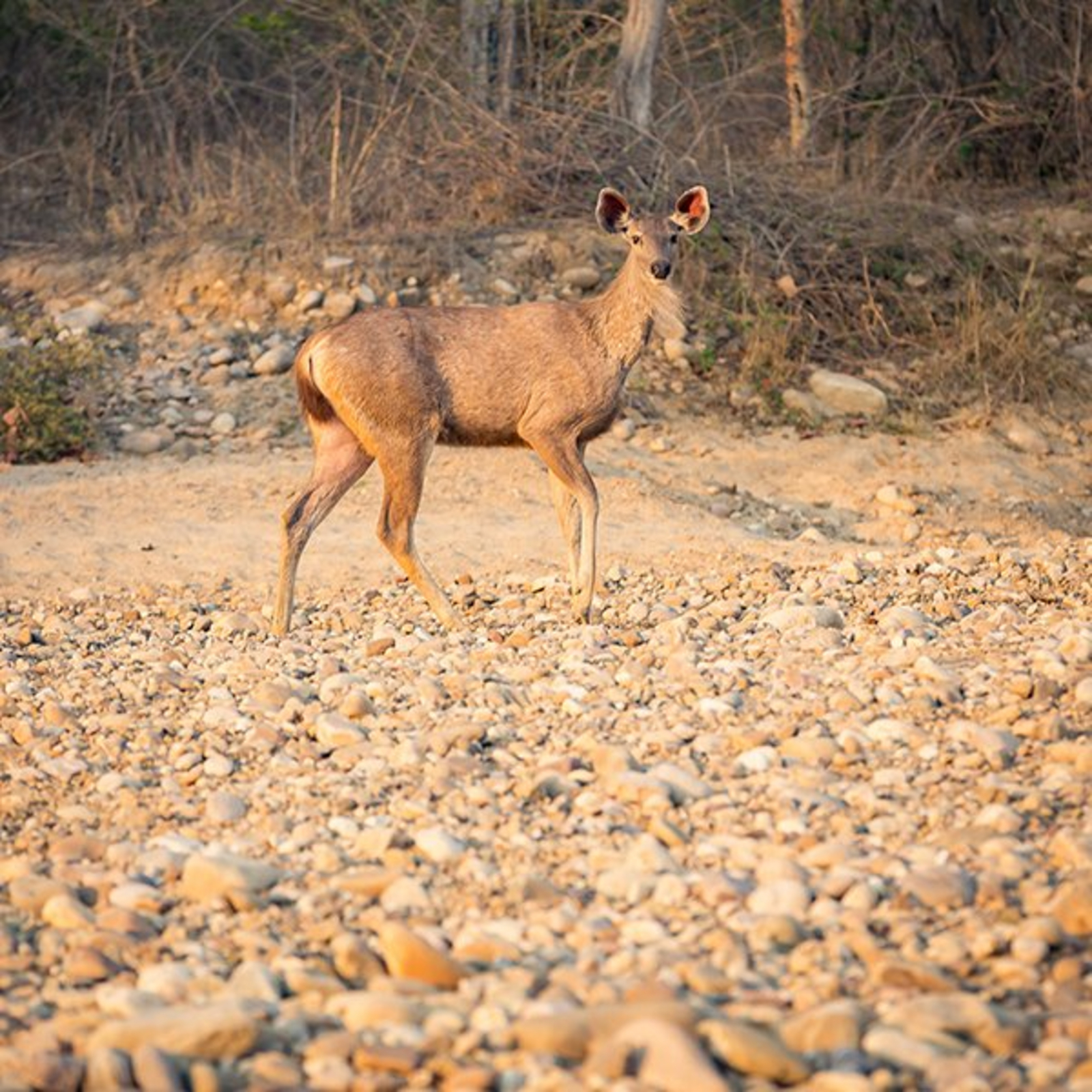The Wildflower Resort The Wildflower Resort: Hirschkuh