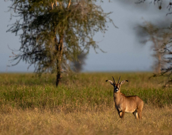 Usangu Expedition Camp: Pferdeantilope
