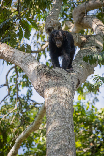 Volcanoes Kyambura Gorge Lodge: Kletternder Schimpanse