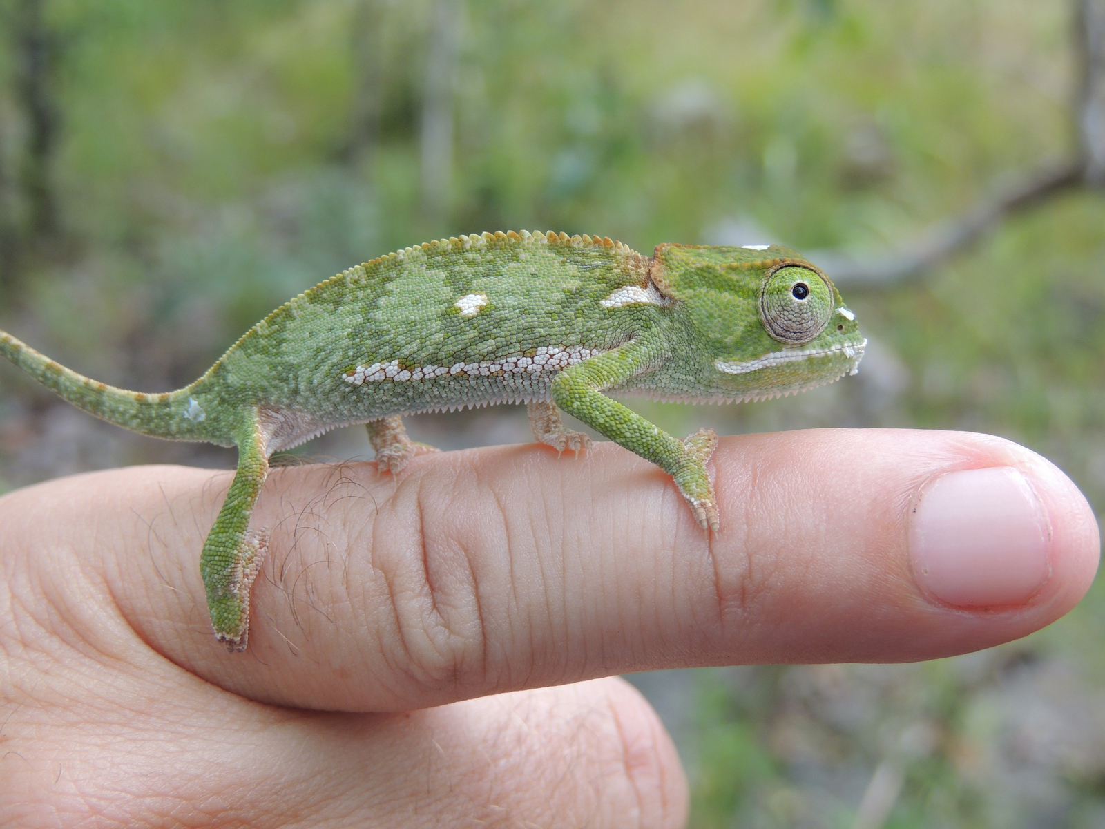 Wasa Lodge Wasa Lodge: Chamäleon