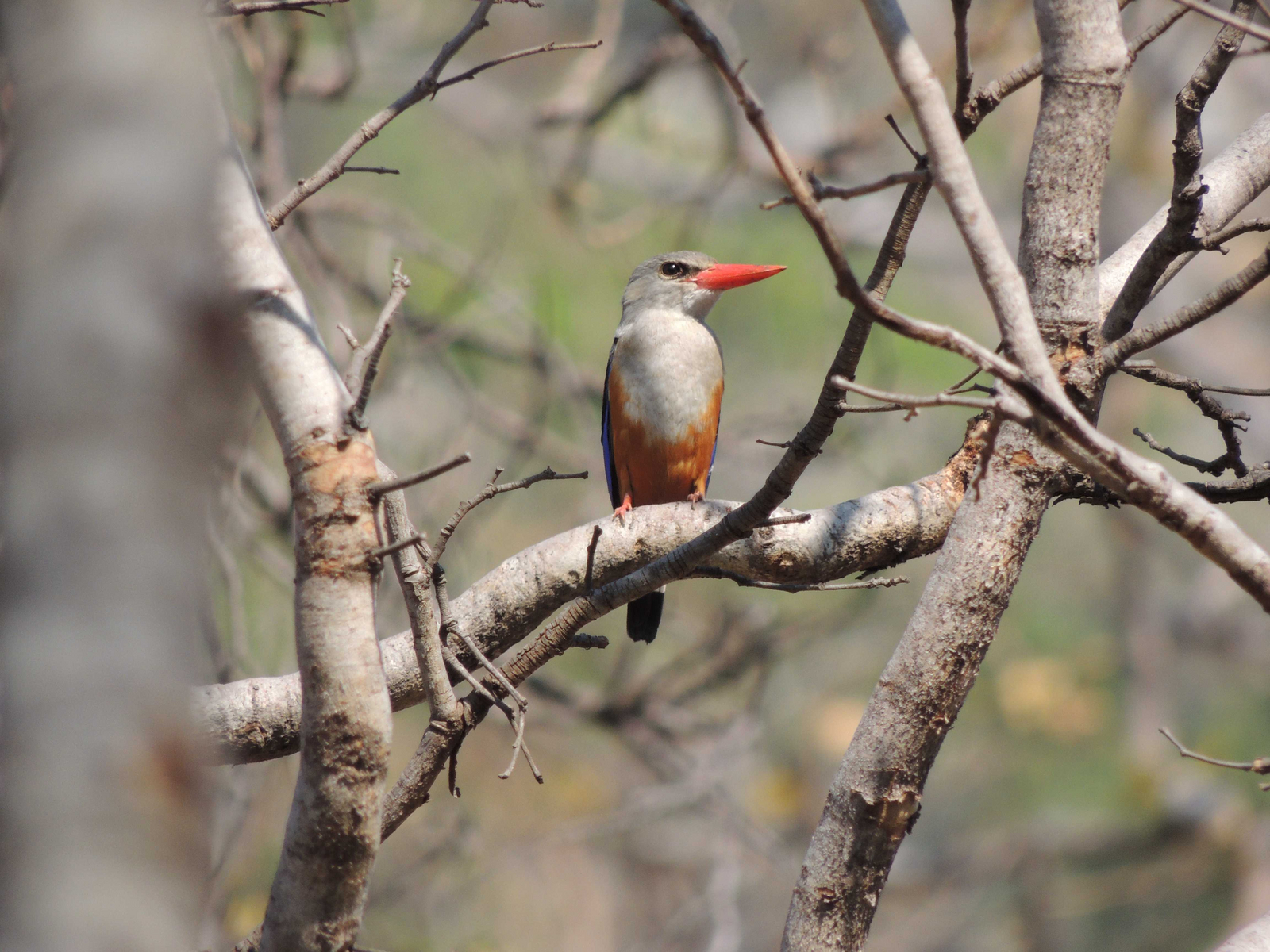 Wasa Lodge Wasa Lodge: Gray-headed Kingfisher