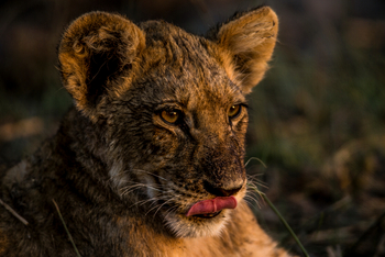 Zarafa Camp: Rosa Zunge