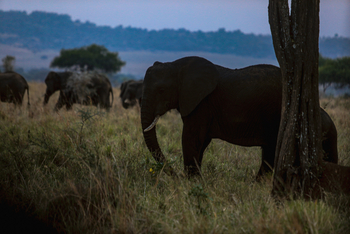 Adere Safari Lodge: Elefantensilhouette