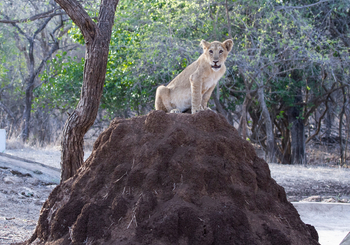Asiatic Lion Lodge Asiatic Lion Lodge: Löwe auf Termitenbau