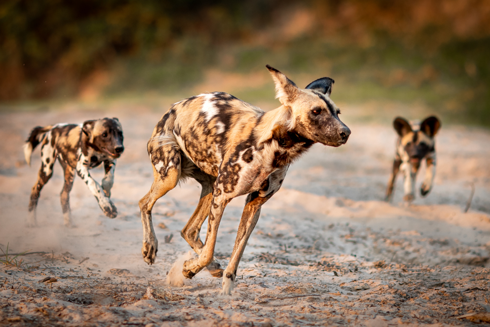 Bushcamp Company Bushcamp Company: Wildhunde