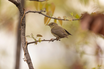 Camp Kuzuma: Common Chiffchaff