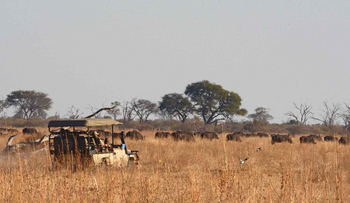 Camp Savuti: Büffelherde