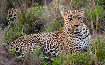 Cheetah Plains: Leopardenkater
