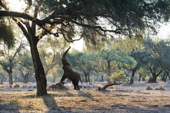 Old Mondoro Camp: Walking Safari