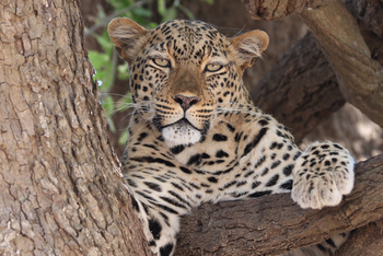 Chikunto Safari Lodge Chikunto Safari Lodge: Leopard im Baum