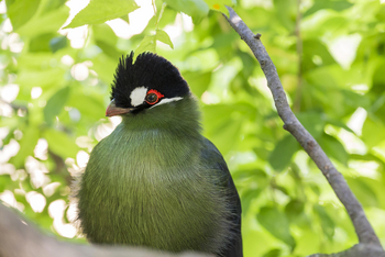 Chundukwa River Lodge: Turaco