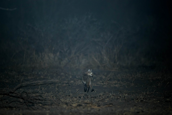 Dinaka Lodge: African Wildcat