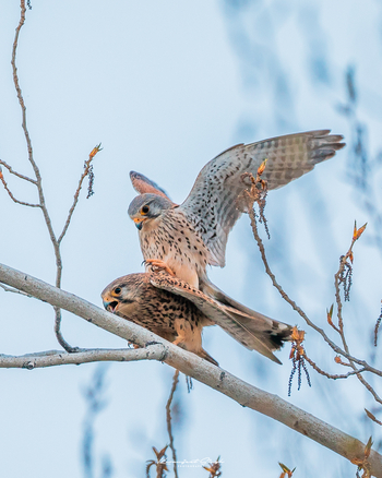 Drenmo Lodge Drenmo Lodge: Common Kestrels