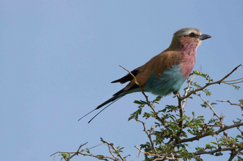 Duba Plains Camp: Gabelracke