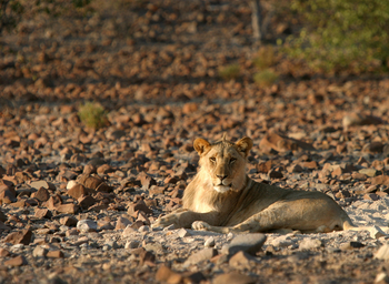 Etendeka Mountain Camp Etendeka Mountain Camp: Junger Löwe