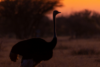 Harnas Guest Farm Harnas Guest Farm: Strauß