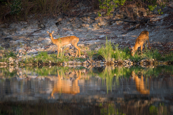 Ila Safari Lodge Ila Safari Lodge: Impalas