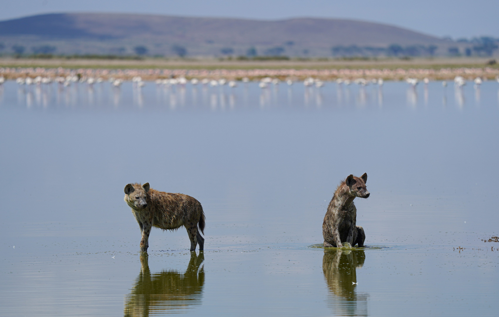 Elewana Tortilis Camp Elewana Tortilis Camp