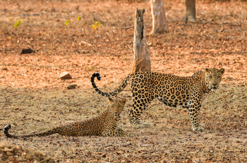 Kaav Safari Lodge: Leopardenpärchen