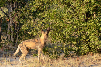 Karangoma Camp: Wildhund