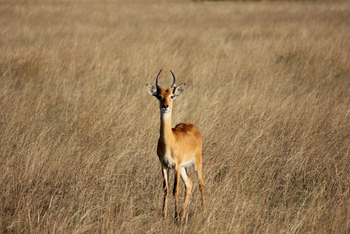 Kasenyi Safari Camp: Kob-Antilope