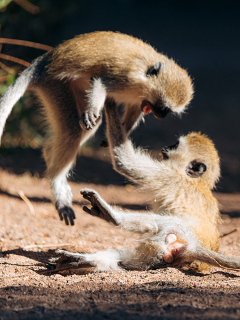 Kisima Ngeda Camp: Vervet Monkeys