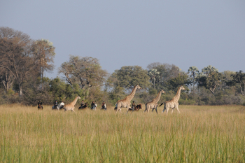 Macatoo Camp: Pferde und Giraffen