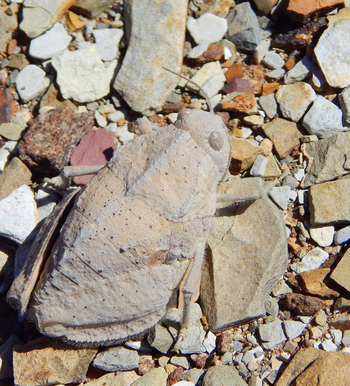 Mesosaurus Fossil Camp: Insektenstein