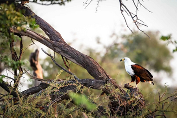 Mogogelo Camp Mogogelo Camp: Fish Eagle