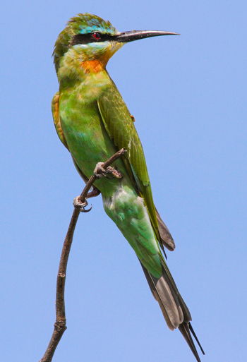 Nehimba Lodge: Blue-cheeked Bee-Eater