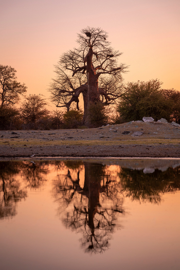 Planet Baobab: Spiegelung