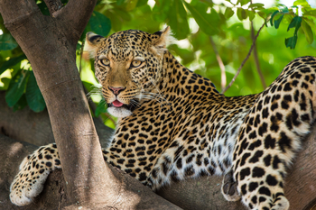 Robin Pope Safaris Robin Pope Safaris: Ruhender Leopard