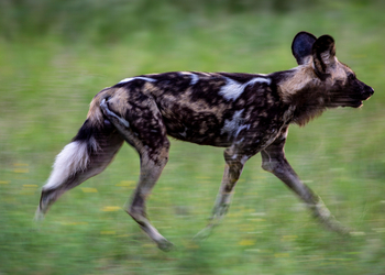 Sable Alley Camp: Laufender Wildhund