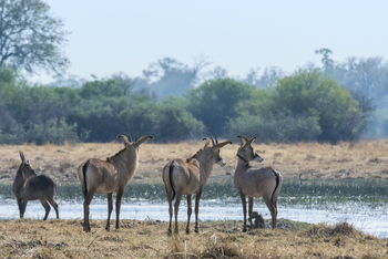 Savuti Camp Savuti Camp: Rappenantilopen