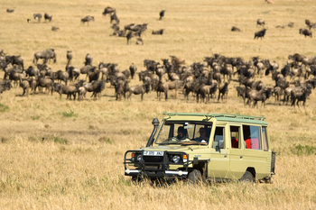 Sayari Camp: Game Drive