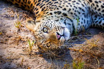 Selinda Suite: Leopard