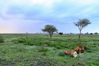 Serian Serengeti Mobile Kusini Camp: Löwenpaar
