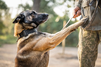 Singita Castleton: Gast führt Hund bei morgendlichem Buschspaziergang