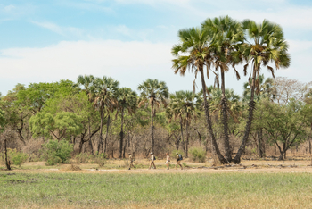 Takwela Camp Takwela Camp: Walking Safari
