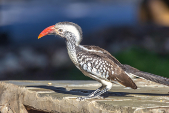 Villa Mushara: Rotschnabeltoko