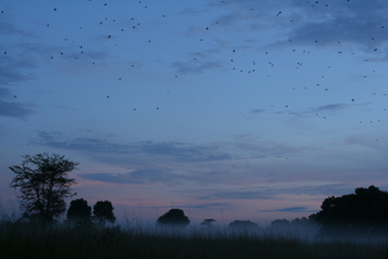 Wasa Lodge: Flughunde hoch am Himmel