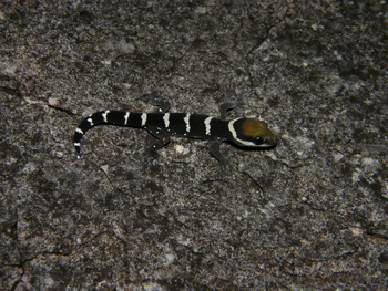Wasa Lodge: Zebra-Gecko