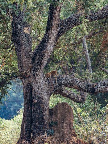 Anabezi Luxury Tented Camp: Leopard in altem Baum