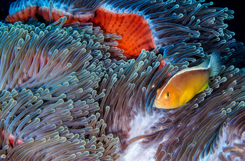 Astove Coral House: Silberrückenclownfisch