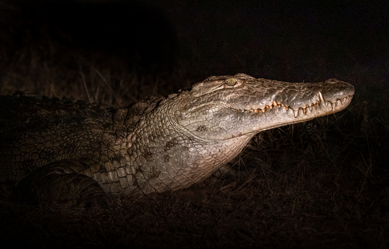 Bushcamp Company Bushcamp Company: Krokodil